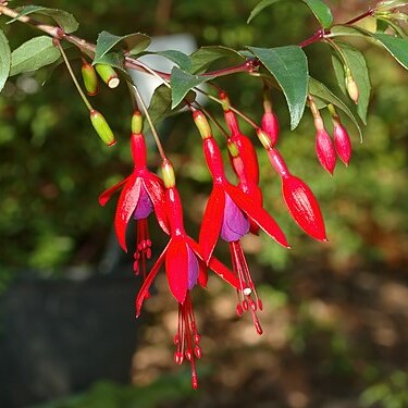 Fuchsia regia unspecified picture