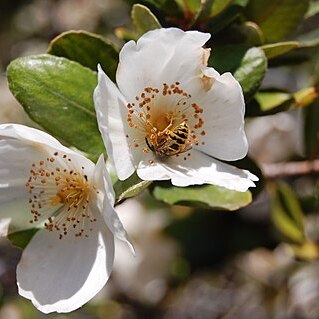 Eucryphia unspecified picture