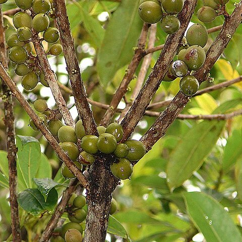 Pittosporum resiniferum unspecified picture