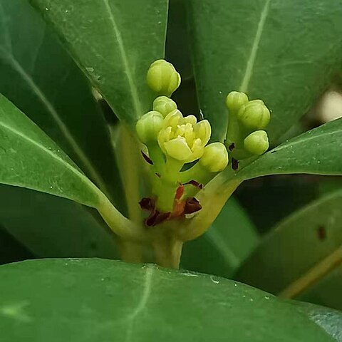 Machilus obovatifolia unspecified picture