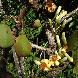 Eriotheca obcordata unspecified picture