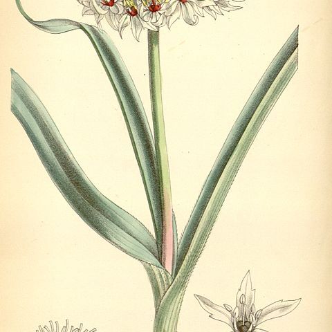 Allium orientale unspecified picture