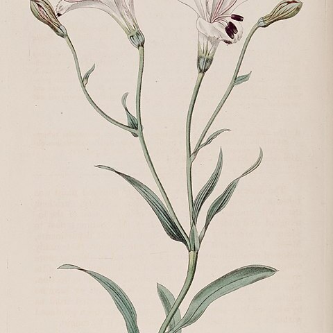 Alstroemeria pulchra subsp. pulchra unspecified picture