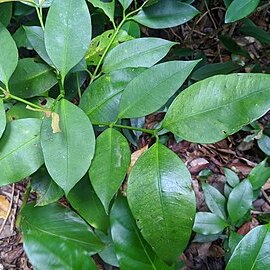 Garcinia linii unspecified picture