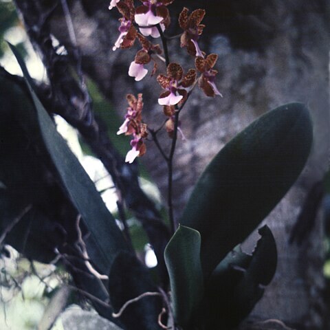 Trichocentrum lanceanum unspecified picture