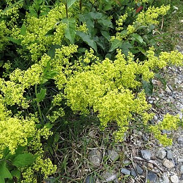 Galium verum subsp. asiaticum unspecified picture