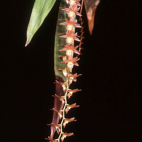 Dendrochilum ovatum unspecified picture