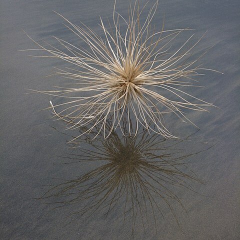 Spinifex sericeus unspecified picture