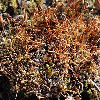 Stegonia latifolia unspecified picture