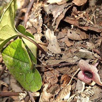 Asarum ikegamii var. fujimakii unspecified picture