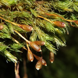 Ulota coarctata unspecified picture