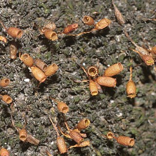 Grimmia caespiticia unspecified picture