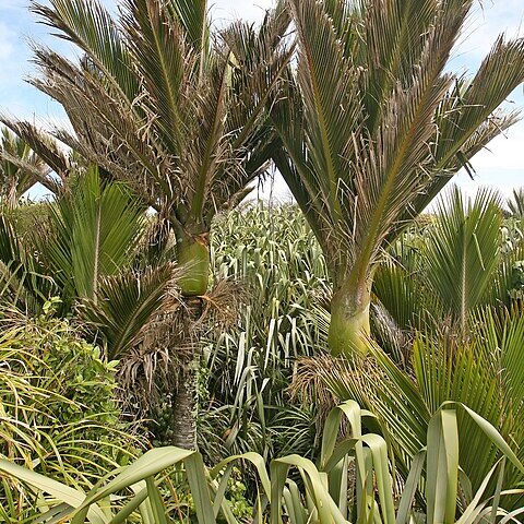 Rhopalostylis sapida unspecified picture