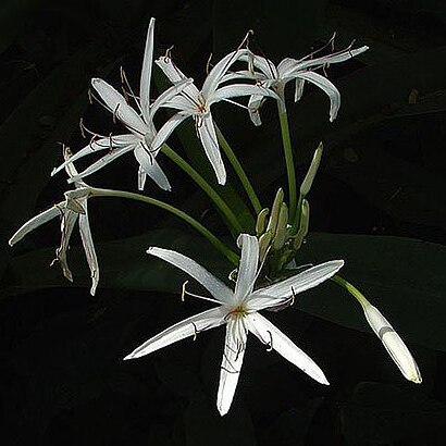 Crinum asiaticum var. pedunculatum unspecified picture