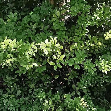 Machilus obovatifolia unspecified picture