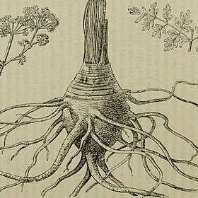 Ferula moschata unspecified picture