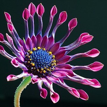 Osteospermum unspecified picture