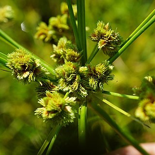 Cyperus pseudovegetus unspecified picture