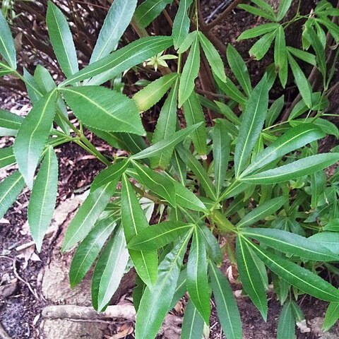 Platylophus trifoliatus unspecified picture