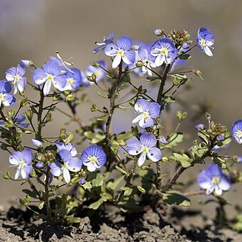 Veronica syriaca unspecified picture