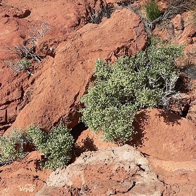 Galium stellatum unspecified picture