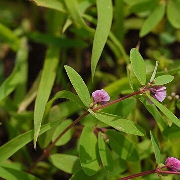 Euphorbia concanensis unspecified picture