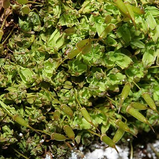 Encalypta ciliata unspecified picture