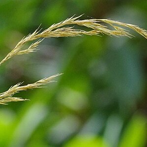 Festuca caucasica unspecified picture