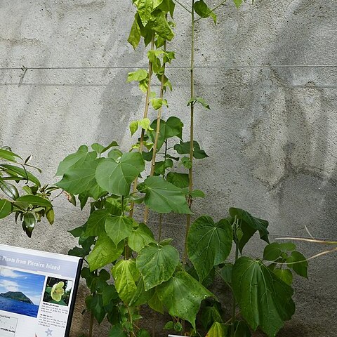 Abutilon pitcairnense unspecified picture