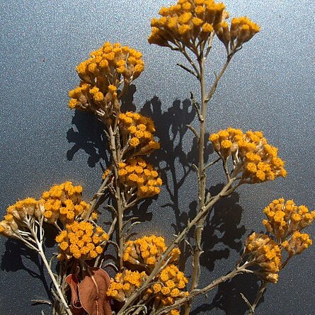 Helichrysum italicum subsp. microphyllum unspecified picture