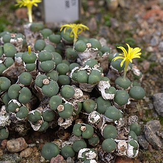 Conophytum flavum subsp. novicium unspecified picture