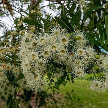 Angophora woodsiana unspecified picture