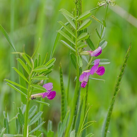 Vicia sativa subsp. nigra unspecified picture