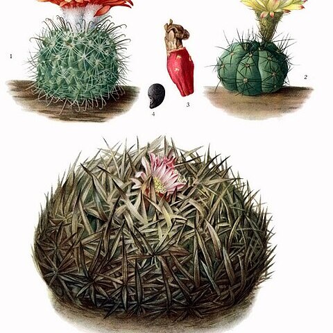 Stenocactus unspecified picture