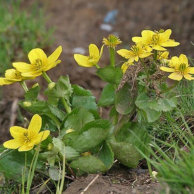 Caltha palustris var. himalaica unspecified picture