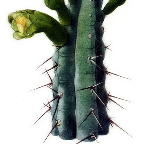 Pilosocereus pentaedrophorus unspecified picture