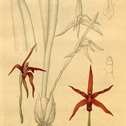 Maxillaria longipes unspecified picture