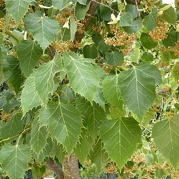 Tilia henryana unspecified picture