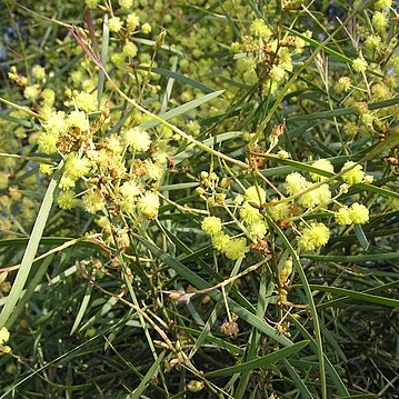 Acacia linearifolia unspecified picture