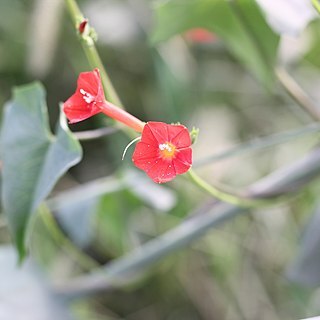 Ipomoea indivisa unspecified picture