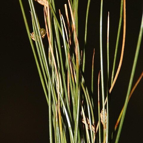 Juncus capillaceus unspecified picture