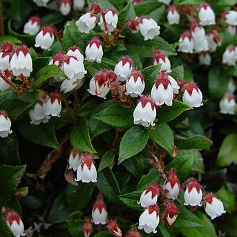 Gaultheria ovatifolia unspecified picture