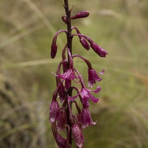 Dipodium atropurpureum unspecified picture