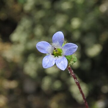 Cyananthus inflatus unspecified picture