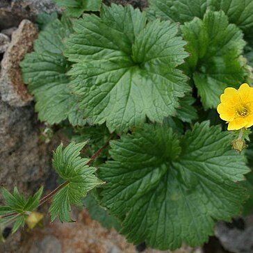 Geum calthifolium unspecified picture