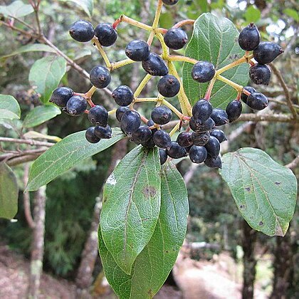 Viburnum costaricanum unspecified picture