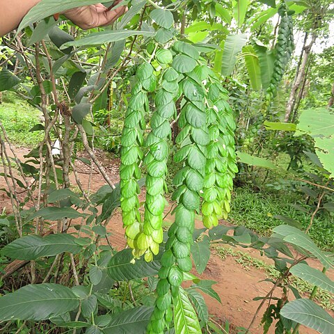 Phyllodium longipes unspecified picture