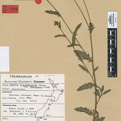 Senecio glaucophyllus subsp. basinudus unspecified picture