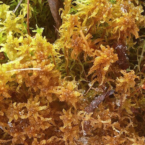 Sphagnum contortum unspecified picture