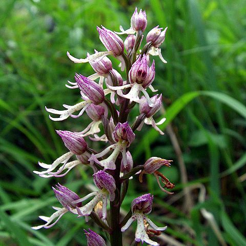 Orchis x angusticruris unspecified picture